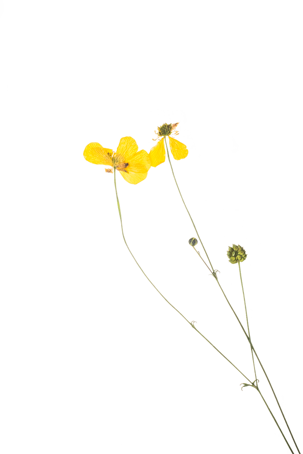 Hand Pressed Flora